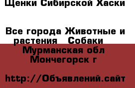 Щенки Сибирской Хаски - Все города Животные и растения » Собаки   . Мурманская обл.,Мончегорск г.